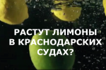 Растут лимоны в Краснодарских судах? ПАСЫНОК УБИЛ ОТЧИМА